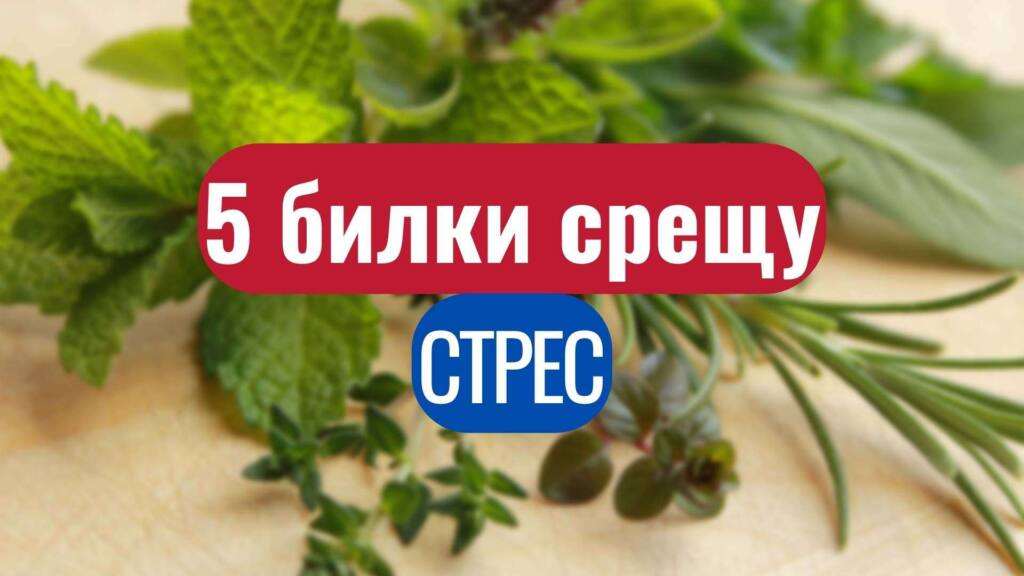 5 билки срещу стрес