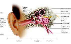 Ново устройство за носене в ухото предвижда припадъци 2 устройство за носене в ухото, Доброкачествен пароксизмален позиционен световъртеж, световъртеж, ухо