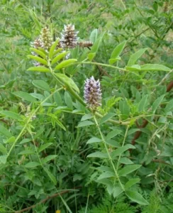 билки, корен от женско биле