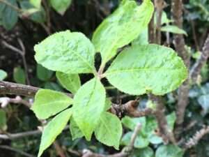 билки, сибирски женшен