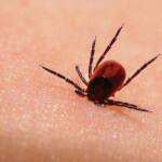 Вирус Повасан - смъртоносна инфекция от кърлежи 5 вирус Повасан, ухапване от кърлеж