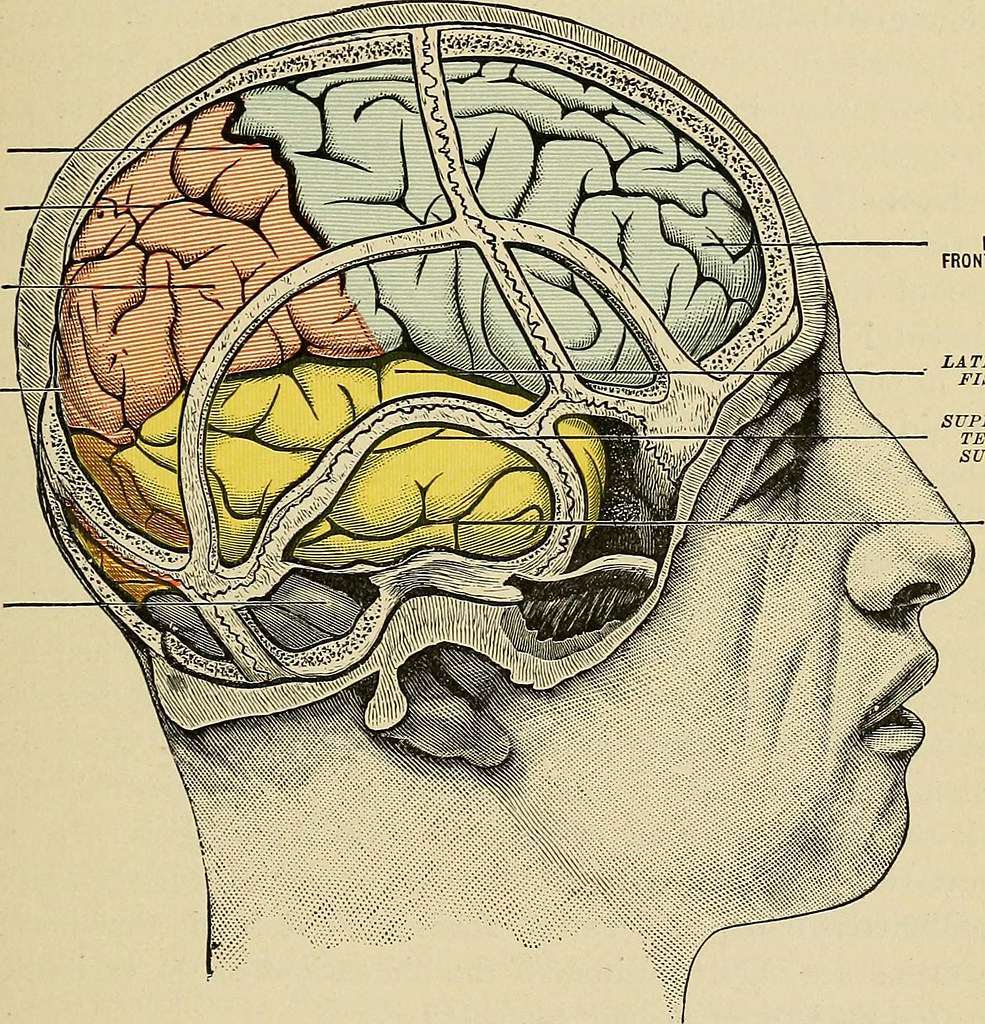 фокални гърчове, епилепсия