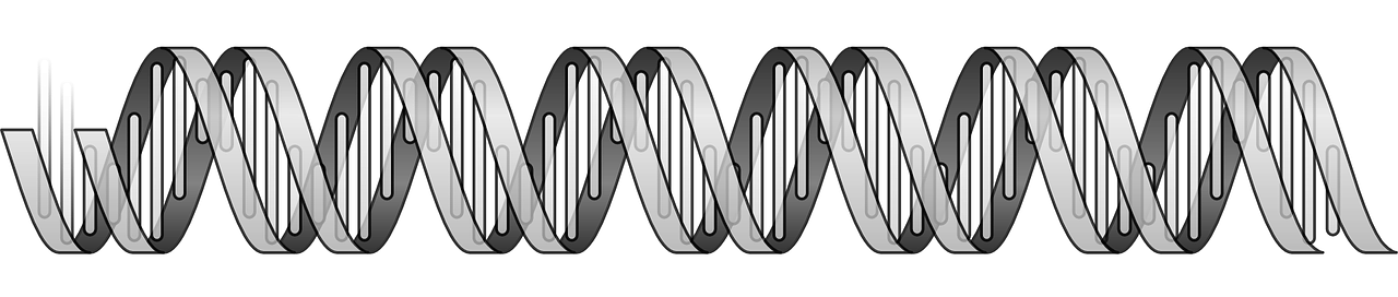 днк, геном, днк верига